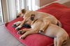 Avit the Shepherd Puppy ~ Video