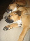Avit the Shepherd Puppy ~ Video