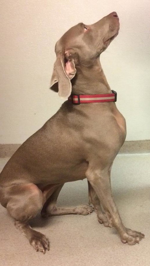 Lucy the Wonderful Weimaraner