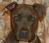 Blue the Terrier