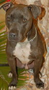 Blue the Terrier