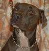Blue the Terrier