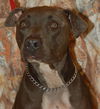 Blue the Terrier