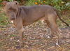 Blue the Terrier