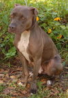 Blue the Terrier