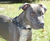 Blue the Terrier