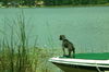 Blue the Terrier