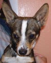 Batman the Chihuahua