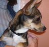 Batman the Chihuahua