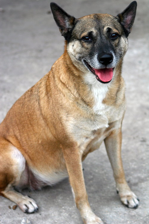 Hazel