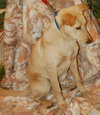 Lipton the Lab Puppy