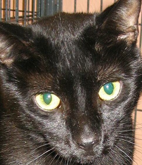 Pepsi the Love Muffin
