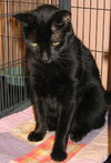 Pepsi the Love Muffin