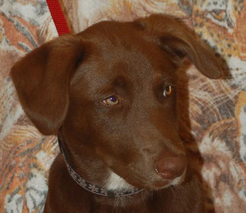 Anushika the Chocolate Lab Puppy