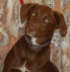 Anushika the Chocolate Lab Puppy