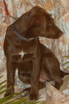 Anushika the Chocolate Lab Puppy
