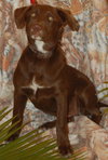 Anushika the Chocolate Lab Puppy