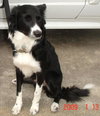Periwinkle the Border Collie Puppy