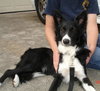 Periwinkle the Border Collie Puppy