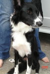 Periwinkle the Border Collie Puppy
