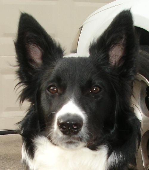 Periwinkle the Border Collie Puppy