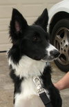 Periwinkle the Border Collie Puppy