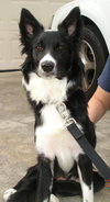 Periwinkle the Border Collie Puppy