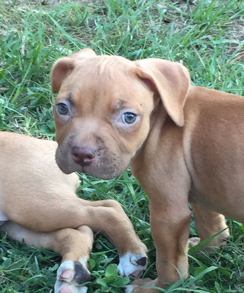 Warner the SVU Pup