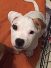 Novak the SVU Pup