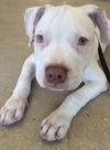 Fin the SVU Pup