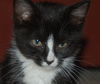 Top Hat the Kitten