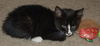 Top Hat the Kitten