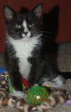 Top Hat the Kitten