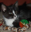 Top Hat the Kitten