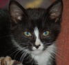 Top Hat the Kitten