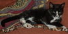 Top Hat the Kitten