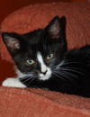 Top Hat the Kitten
