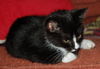 Top Hat the Kitten
