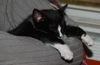 Top Hat the Kitten