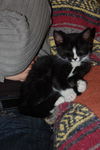 Top Hat the Kitten