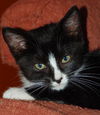 Top Hat the Kitten