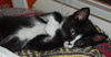 Top Hat the Kitten