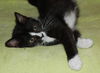 Top Hat the Kitten