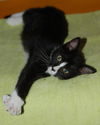 Top Hat the Kitten