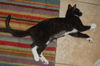 Top Hat the Kitten