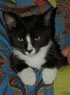 Top Hat the Kitten