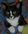 Top Hat the Kitten