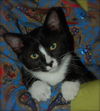 Top Hat the Kitten