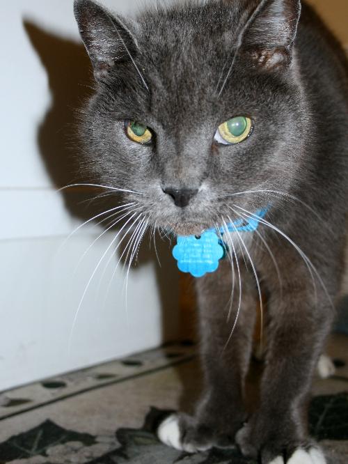 Hemmie the Hemingway
