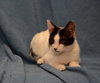 Doo-Little *Our Special Needs Baby*